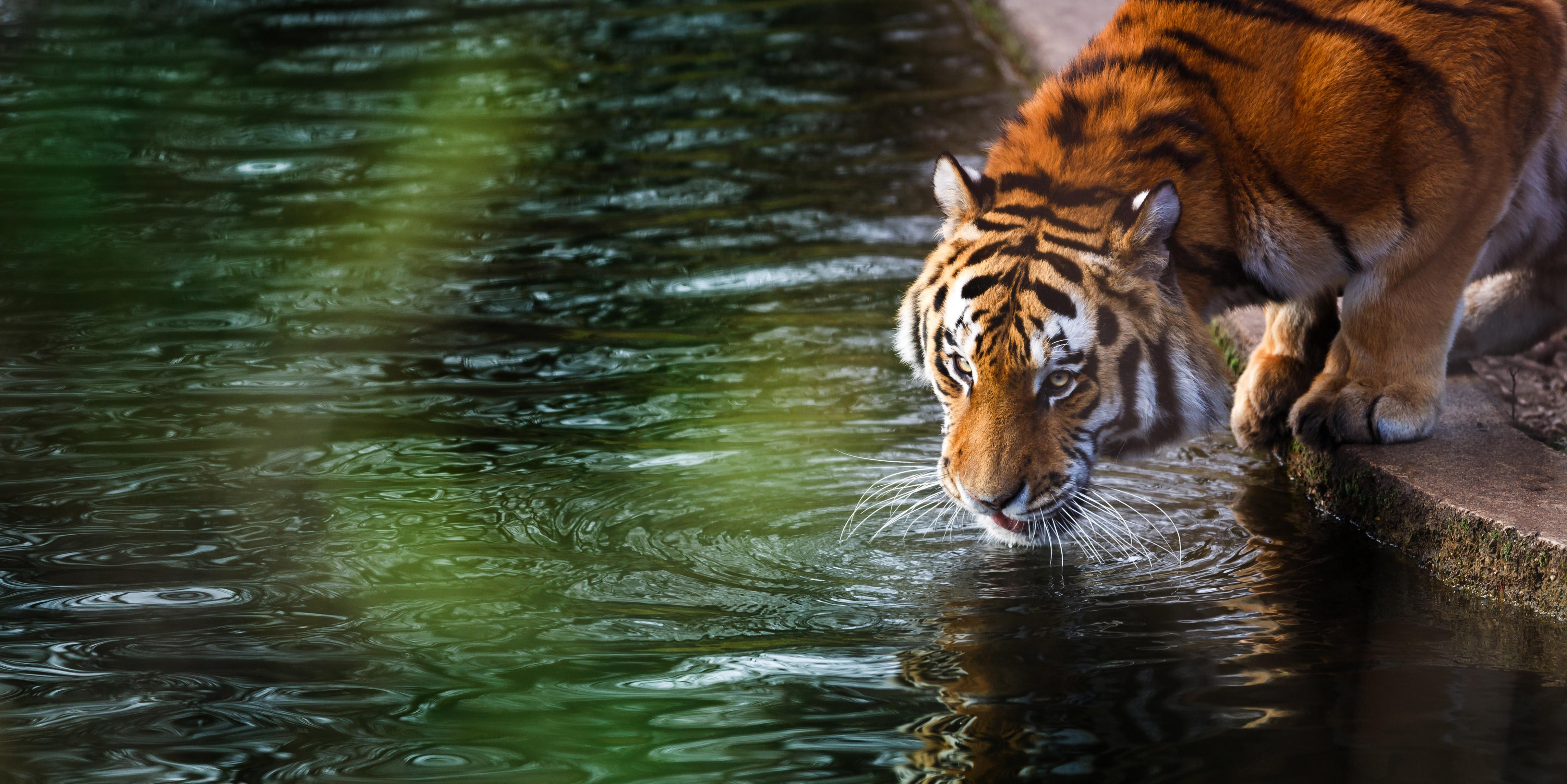 Wildlife in India